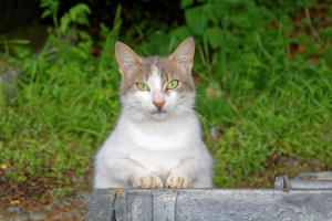 荷兰“无冕之王”的魔咒，这一次能否被打破！